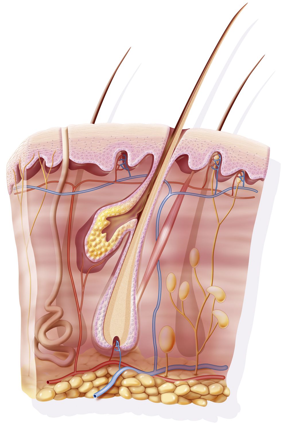 Subcutaneous Tissue The Innermost Layer of Skin