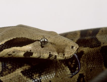 Determine a Snake's Sex - Sexing Snakes
