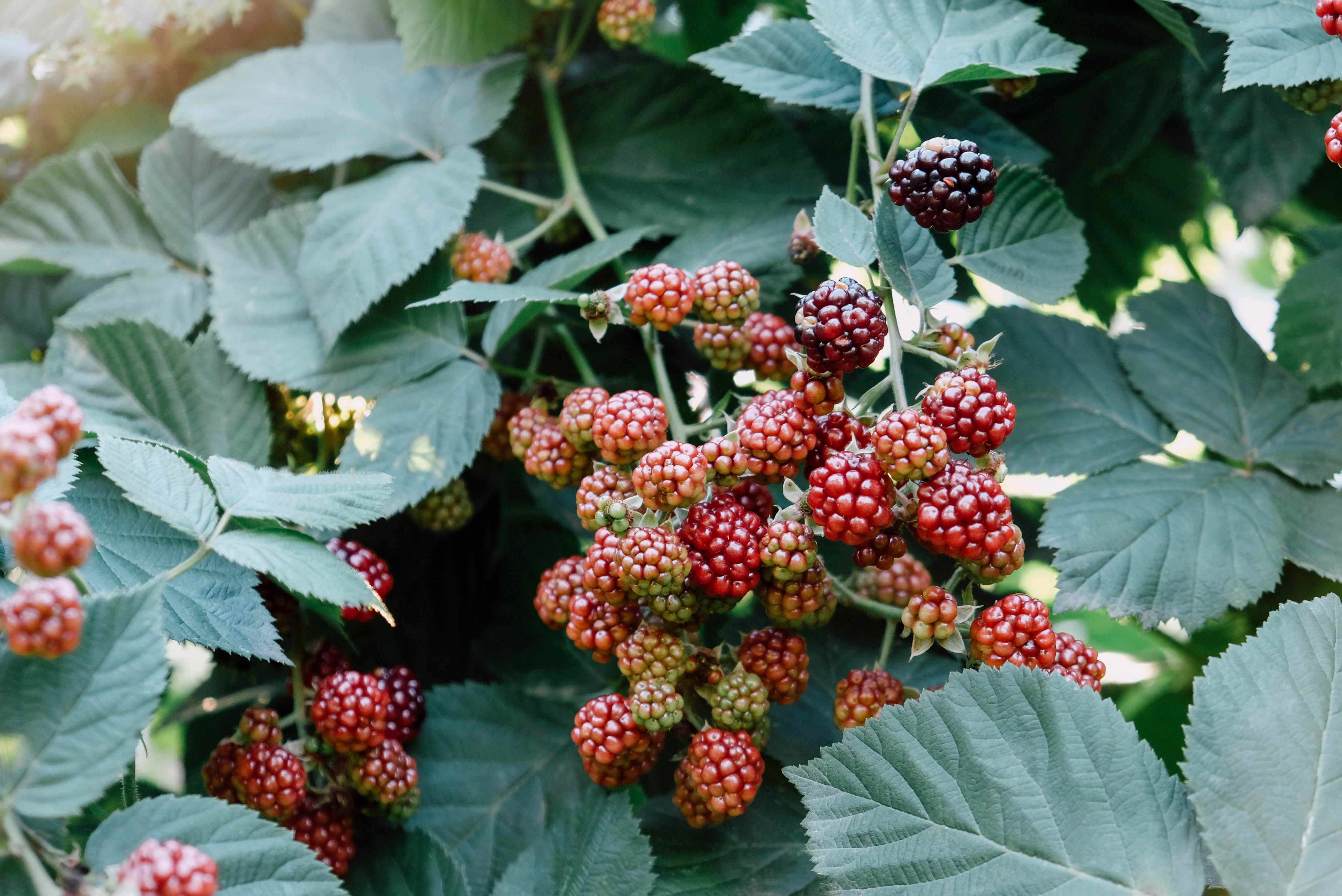 5-Year-Old Forest Garden
