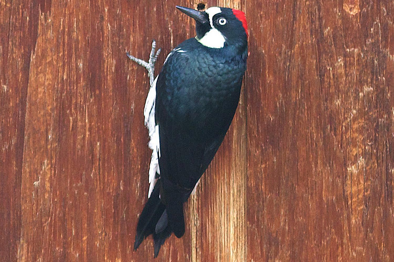 Get Rid of Woodpeckers Without Hurting Birds