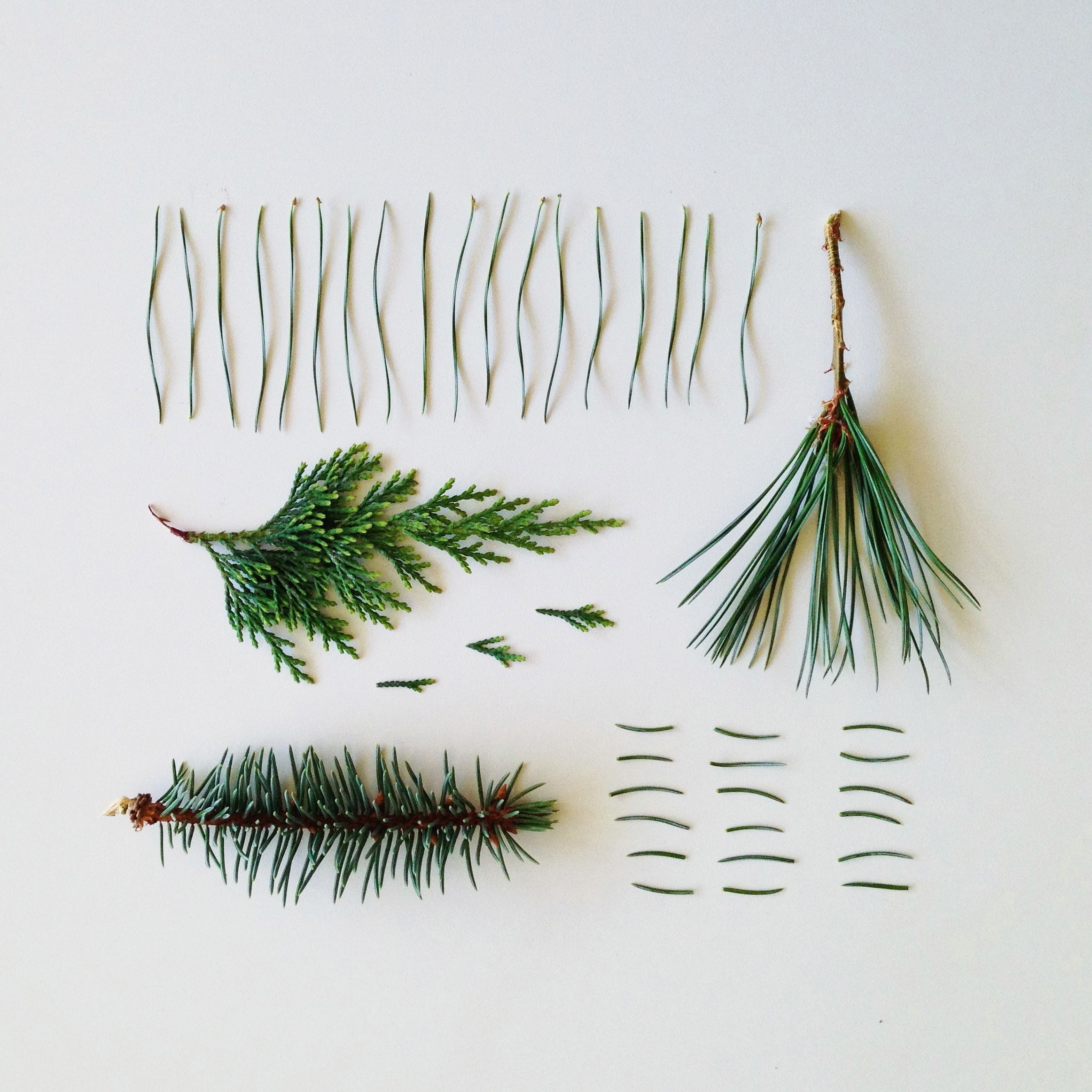 Identify Coniferous Trees by Examining Their Needles