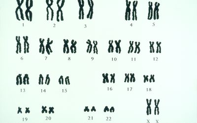 karyotype chromosomes