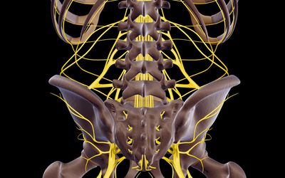 the nerves of the lower back, including the sciatic nerve.