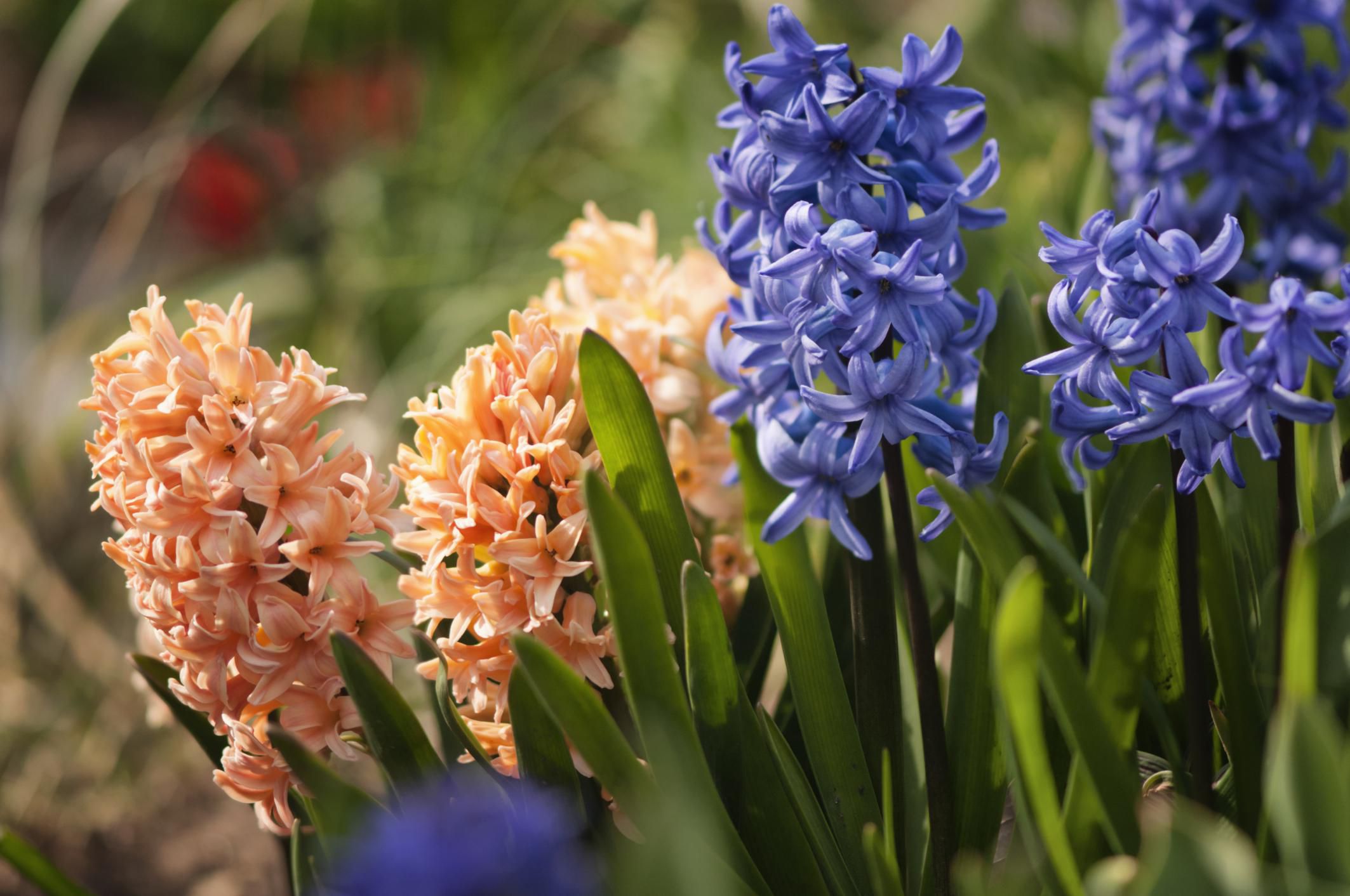 Planting, Growing and Caring for Hyacinth Bulbs