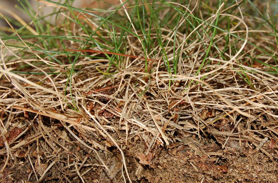 Lawn Thatch: Definition, How to Remove It