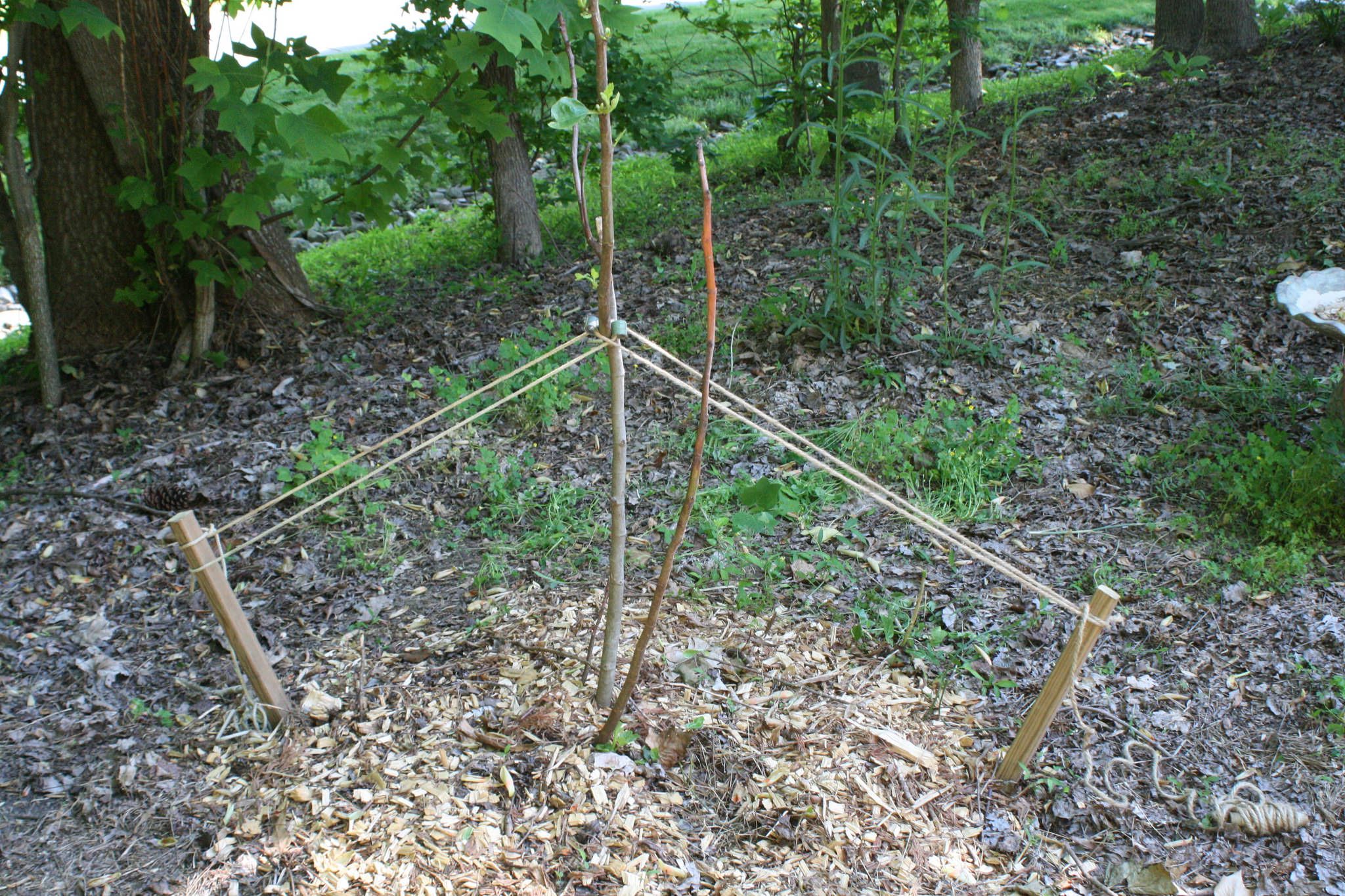 How To Stake A Tree The Right Way Installation Tips