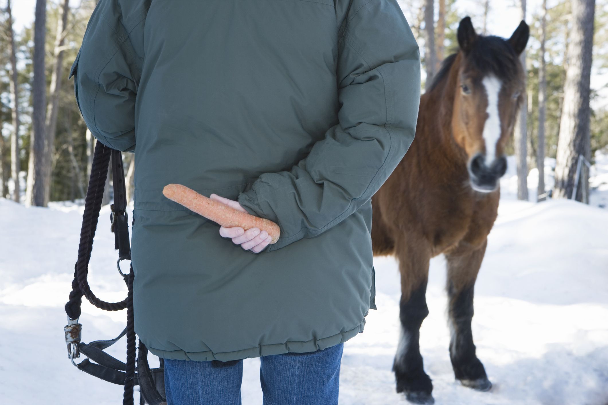 Tips For Catching The Hard To Catch Horse