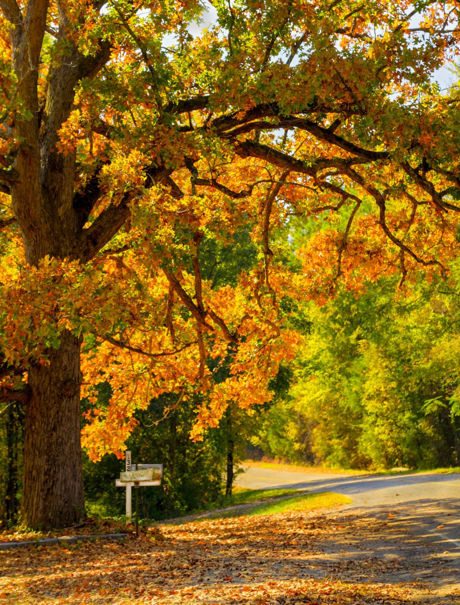 A Quick But Complete Review Of Common Oak Tree Species   496670175 5 56af62363df78cf772c3c612 