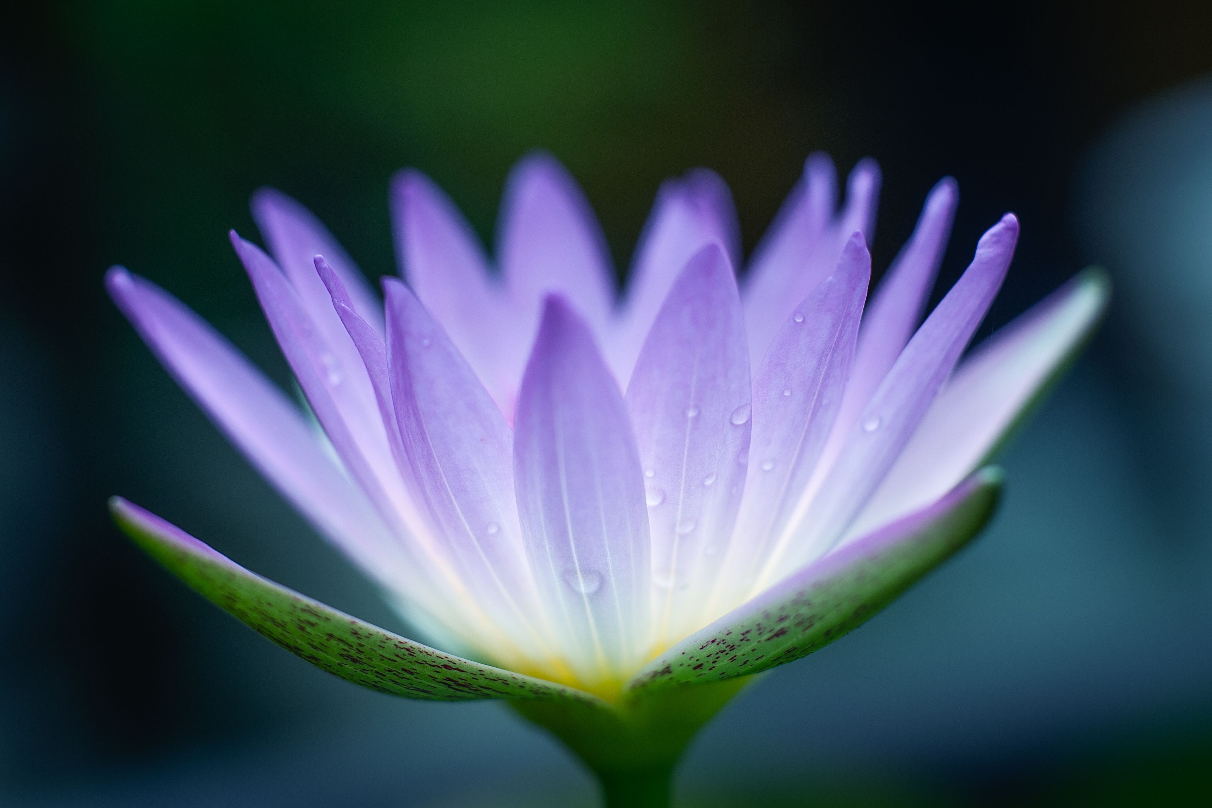 The Many Symbolic Meanings of the Lotus in Buddhism