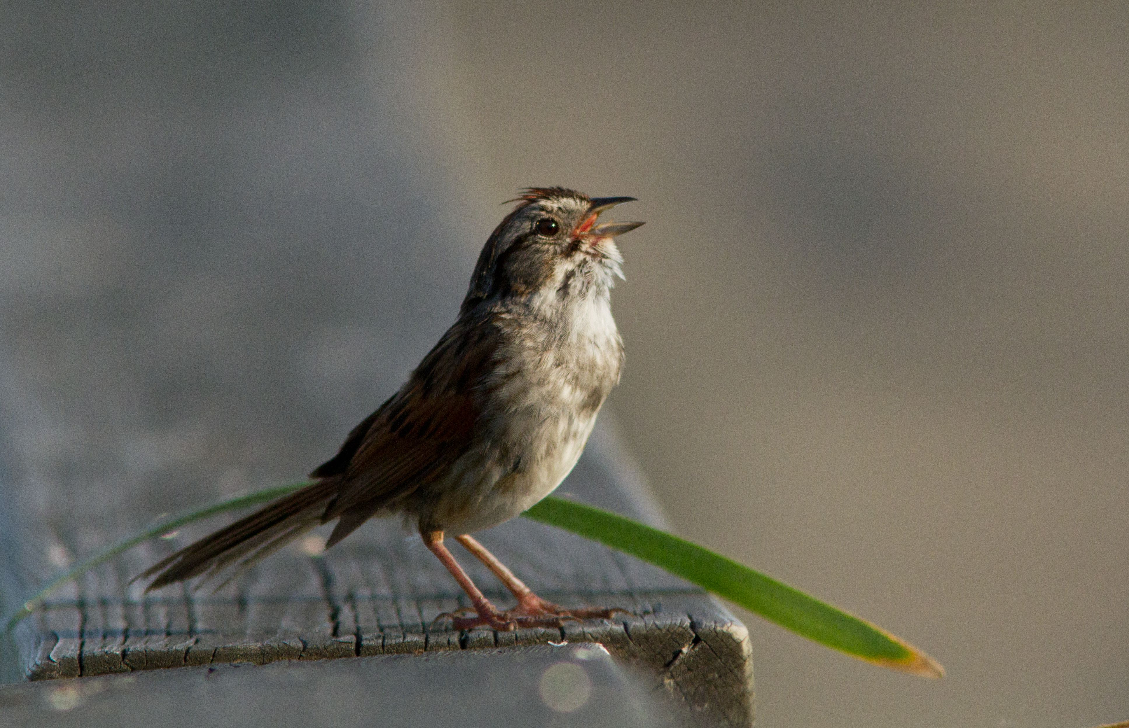 Songbirds Sing Better After Warming Up First