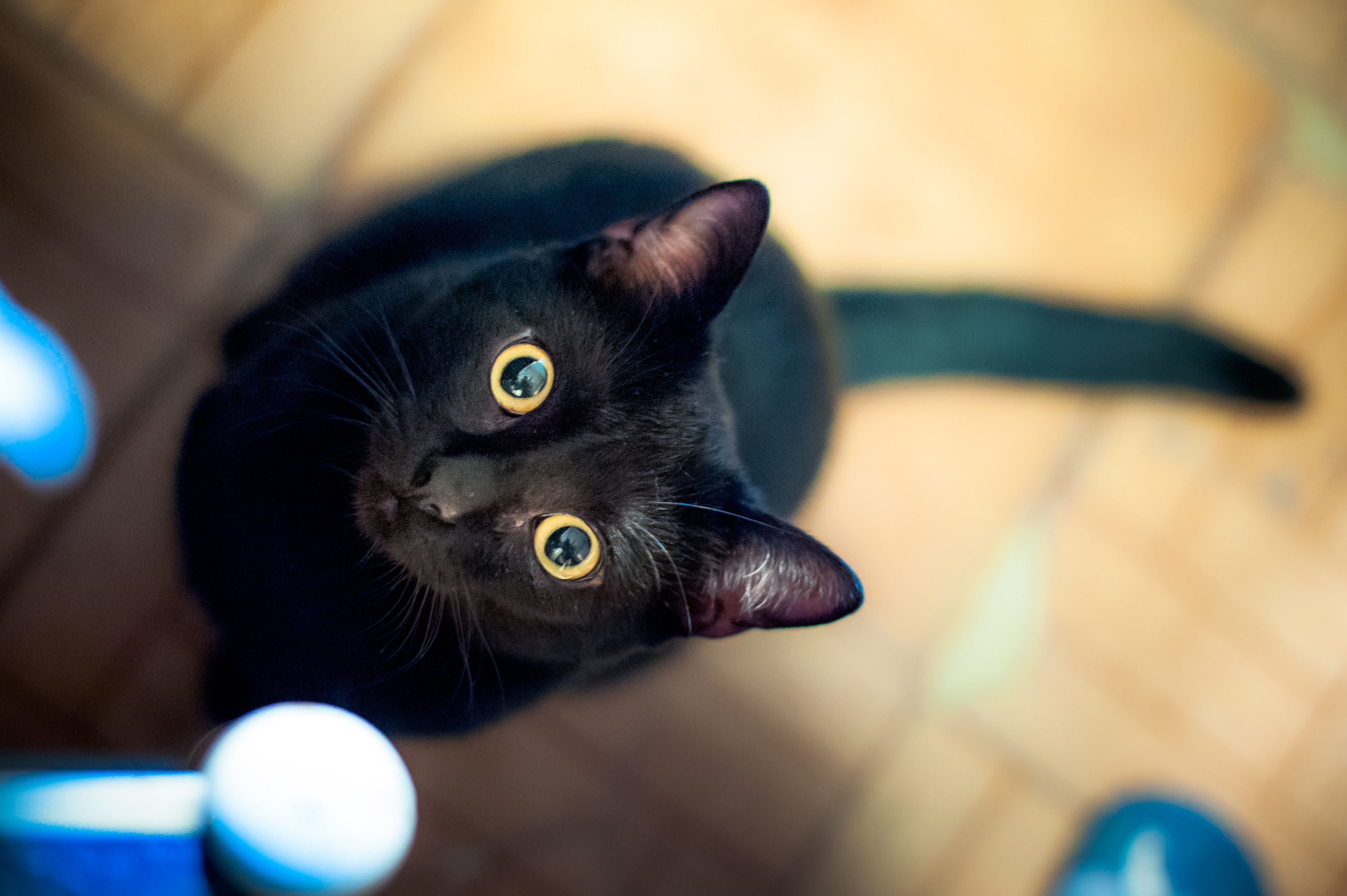 14-black-cats-who-are-all-of-us