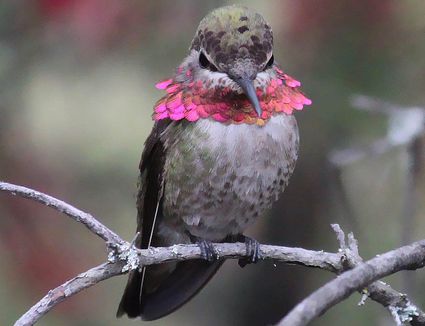 hummingbird predators