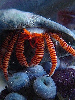 Reef Safe Hermit Crabs - Information and Facts