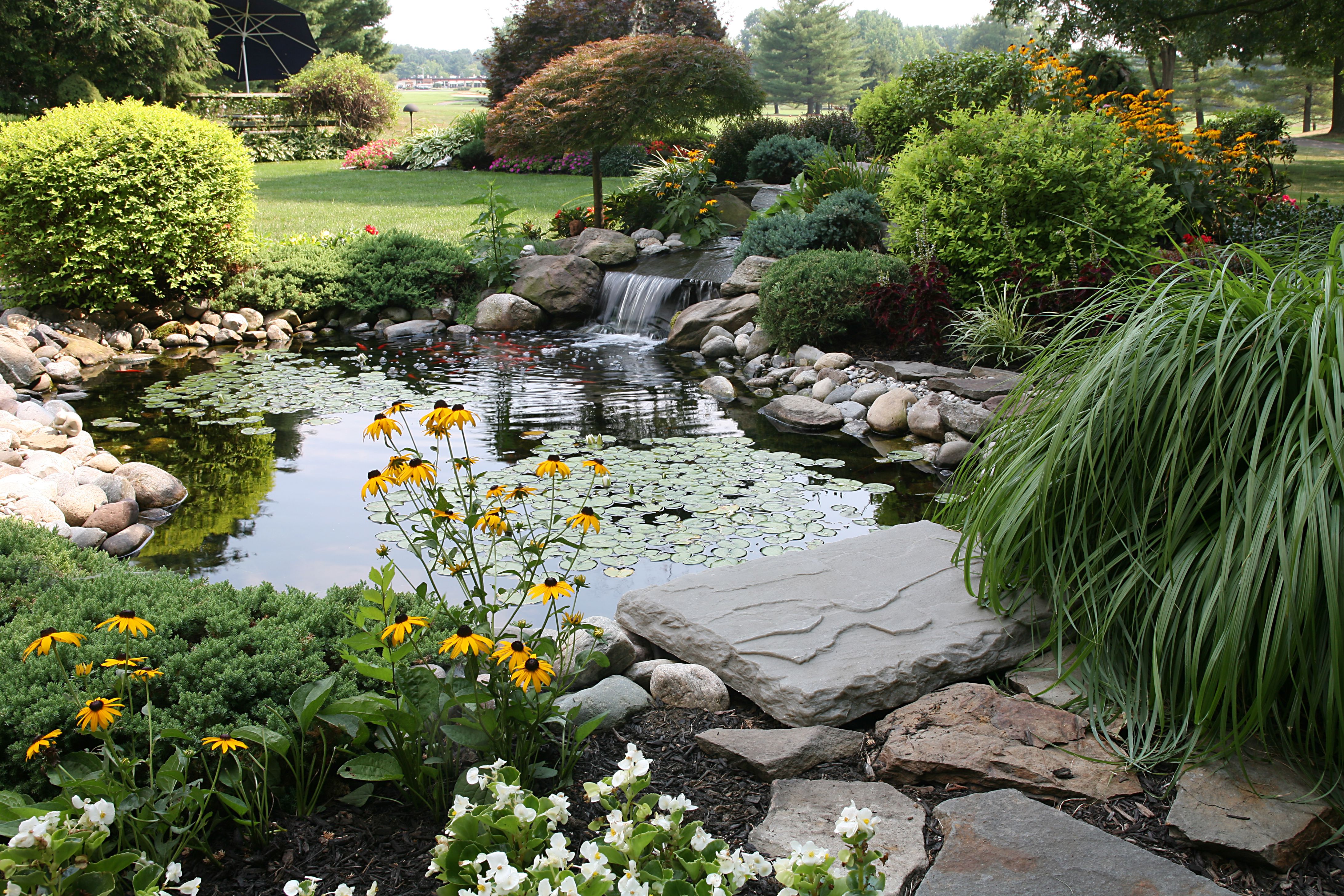 9 Great Plants for Small Backyard Ponds