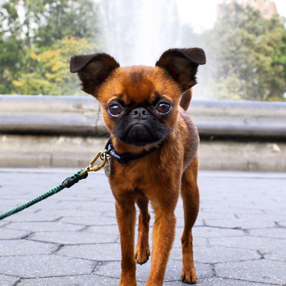 14 Adorable Photos of Brussels Griffon Dogs