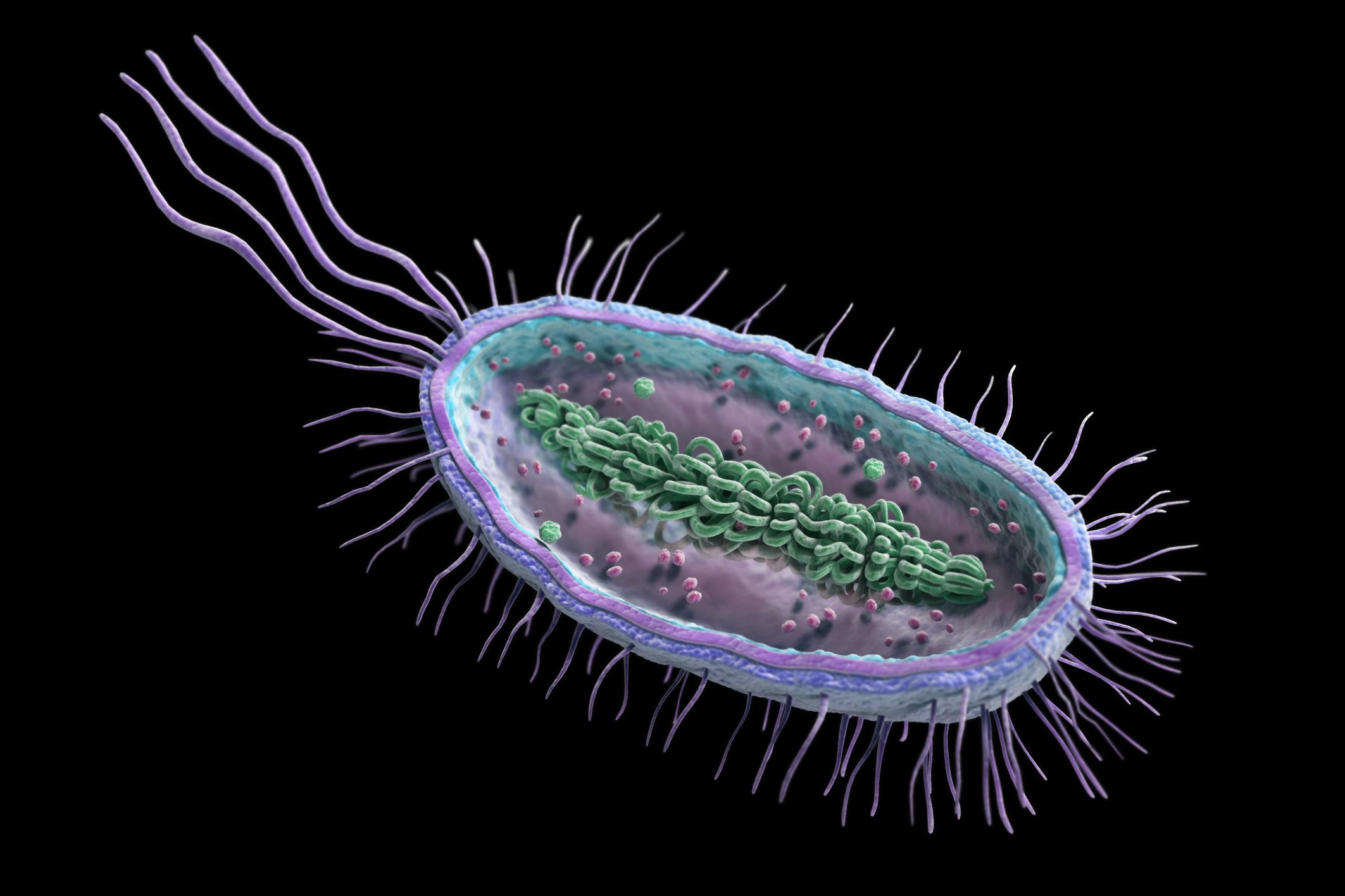 Клетка бактерии прокариоты