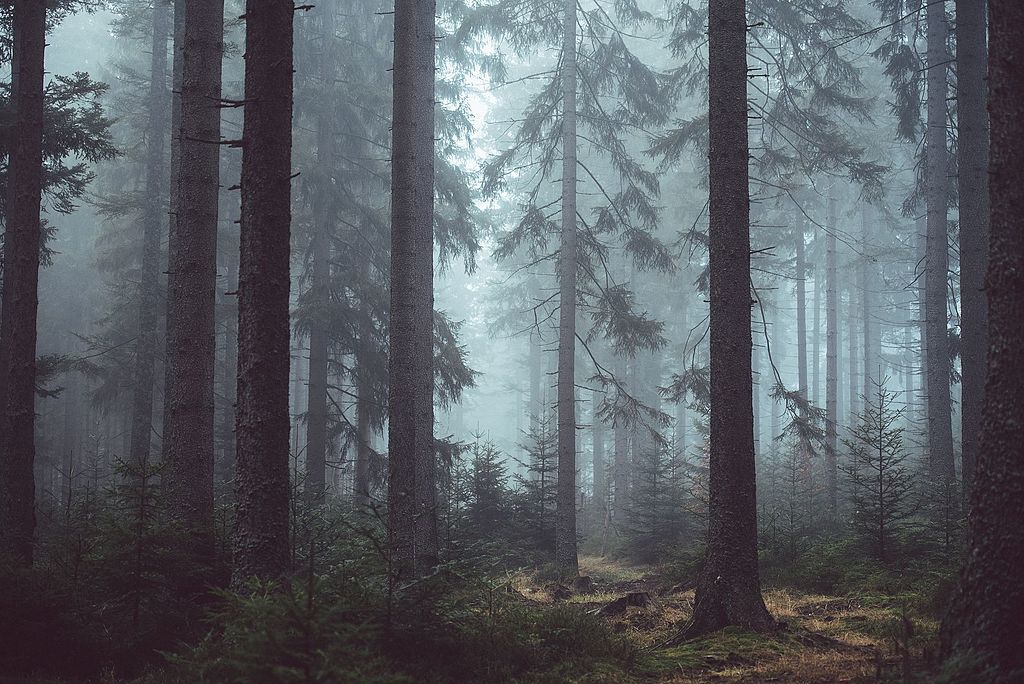 How Trees Talk to Each Other and Share Gifts