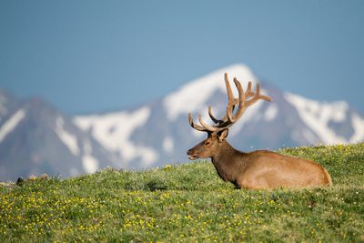 Geology and Wildlife of the Appalachian Mountains