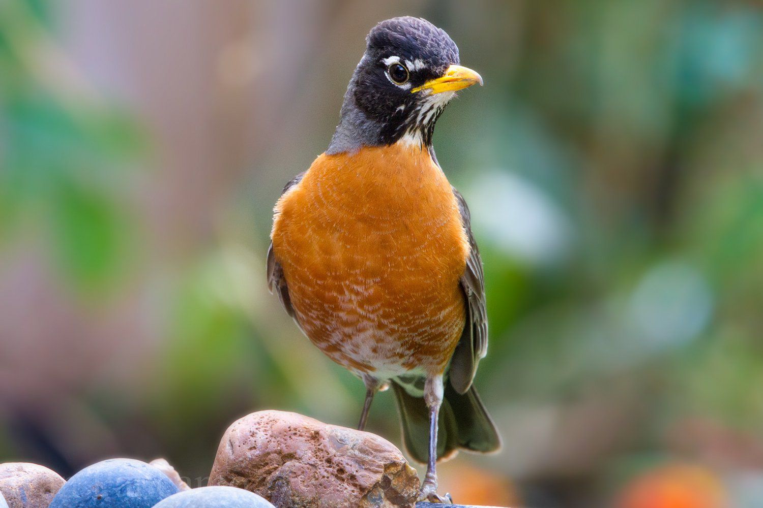 American Robin Facts and Trivia