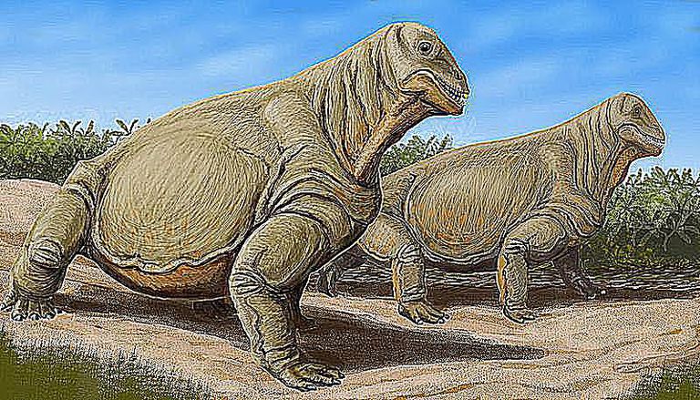 Pictures And Profiles Of Therapsids