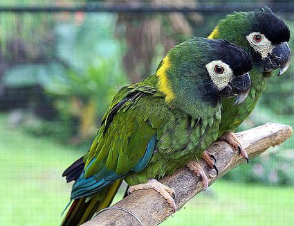 Scarlet Macaw Birds - Pet Profile of Scarlet Macaws