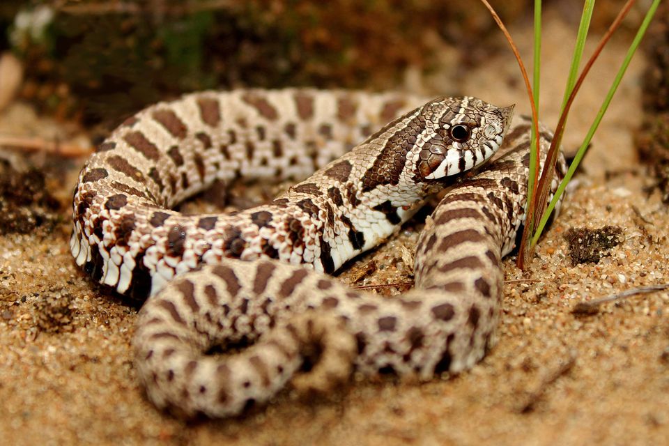 How To Care For Pet Hognose Snakes