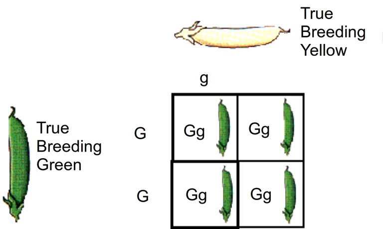 Genes, Traits and Mendel's Law of Segregation