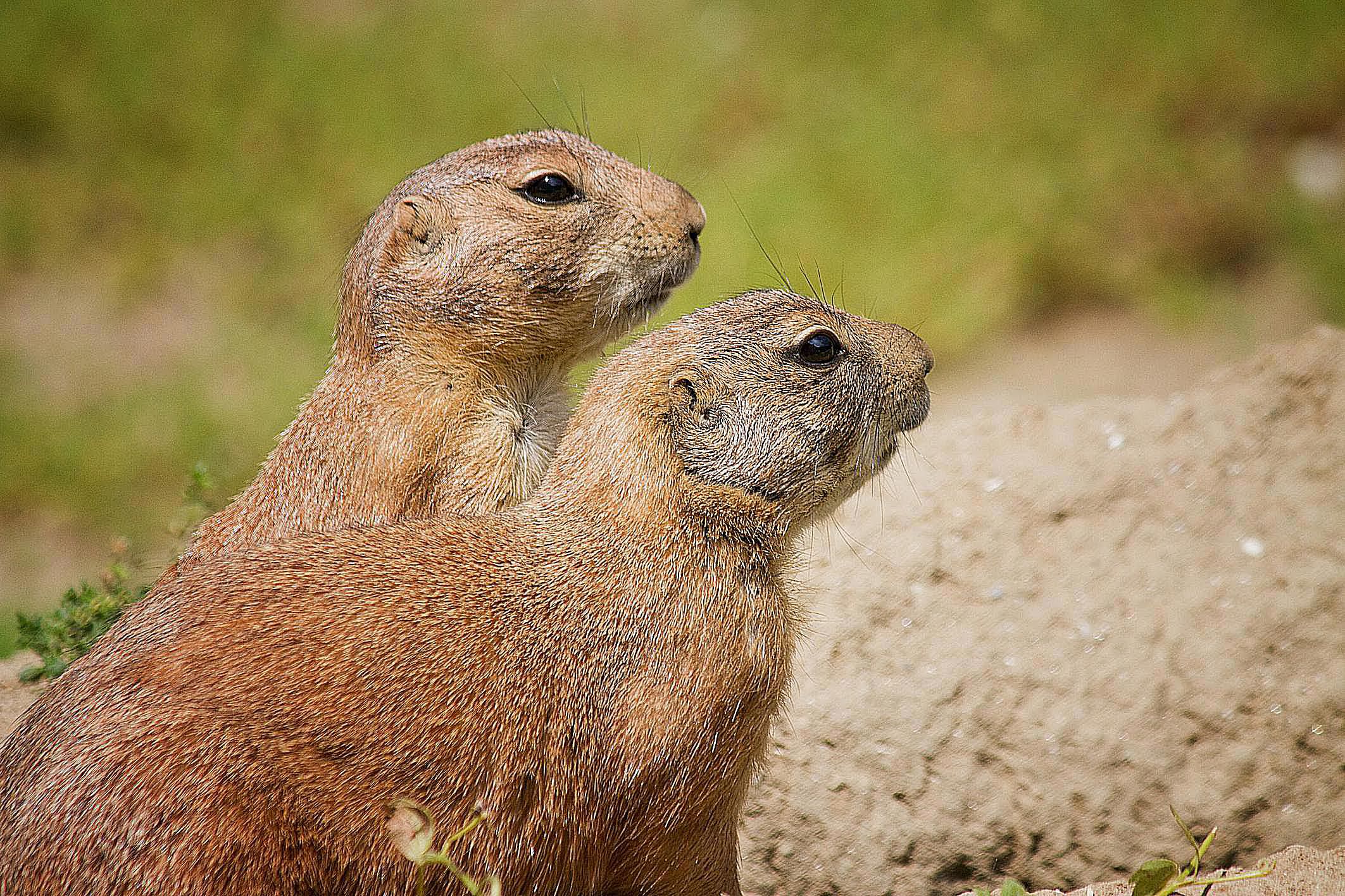 10 Groundhog Day Quotes to Remind You Spring Is Near