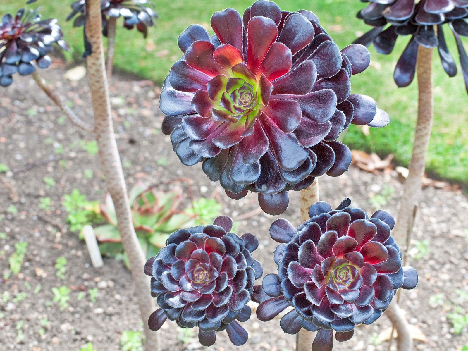 aeonium