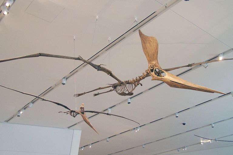 real pteranodon