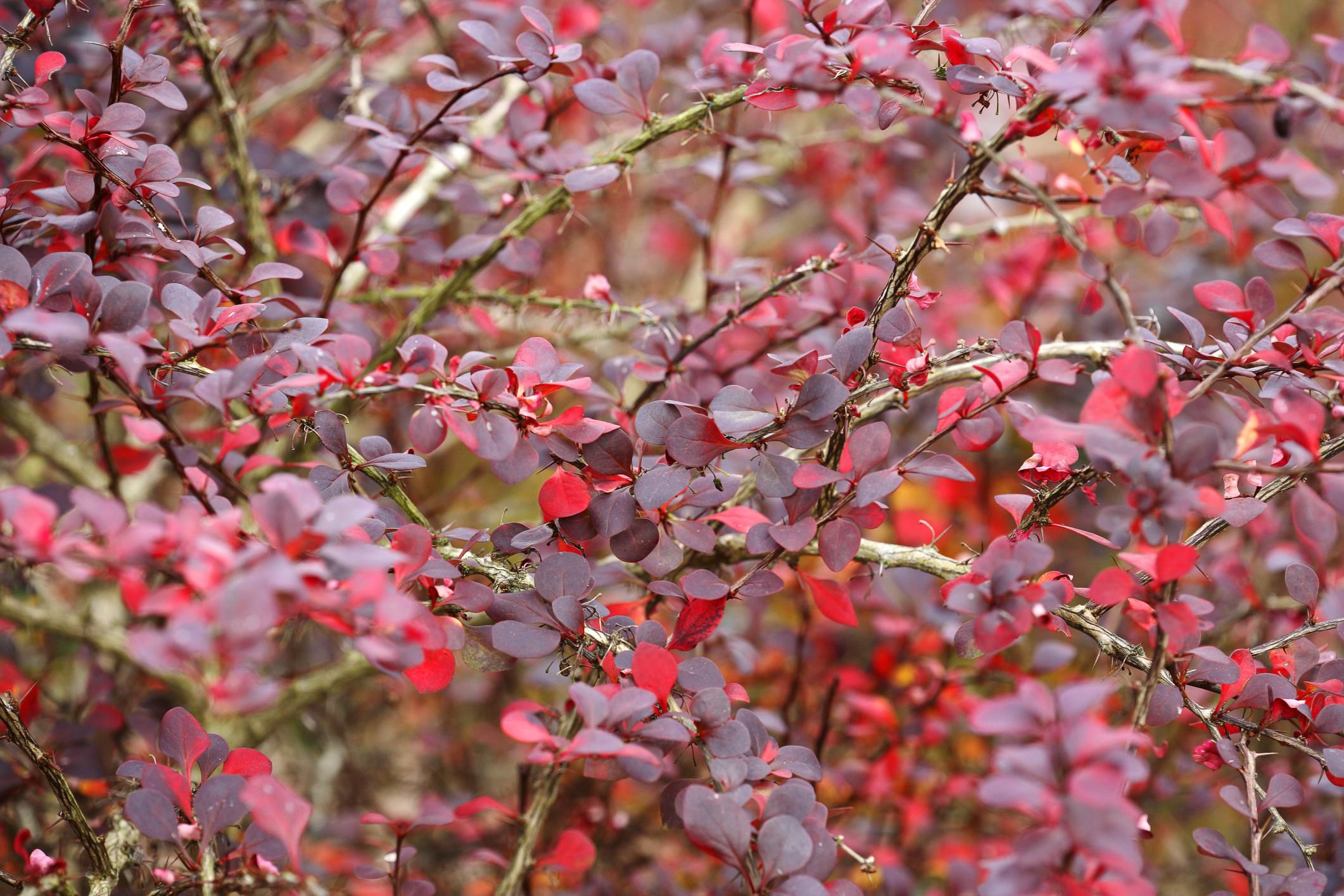 tree with pink and purple leaves