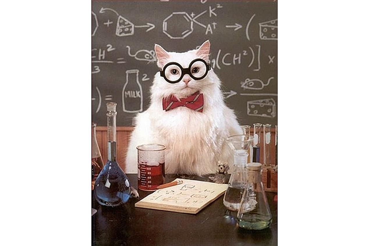 Chemistry Cat