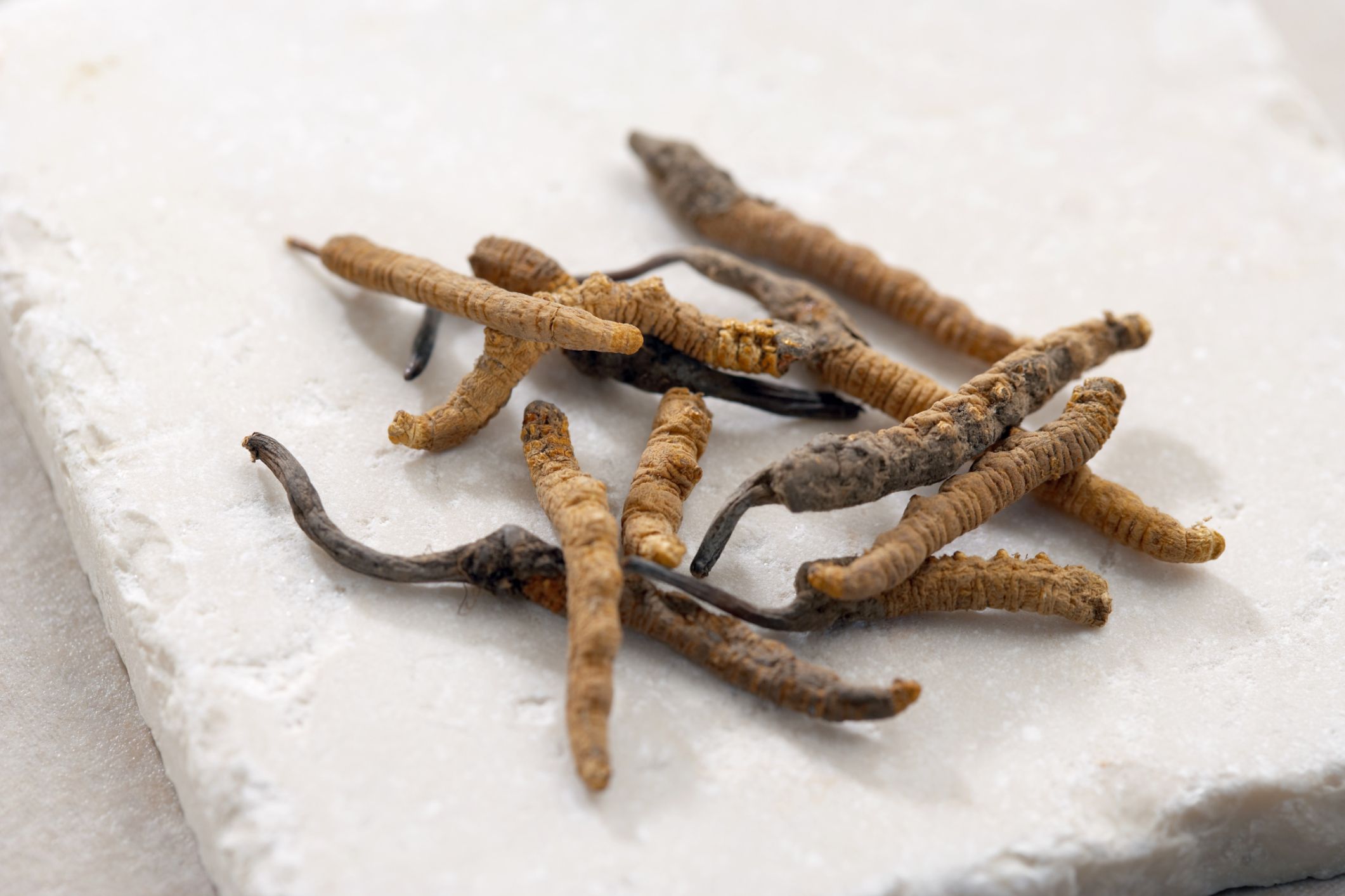 Cordyceps 5 Benefits of this Medicinal Mushroom