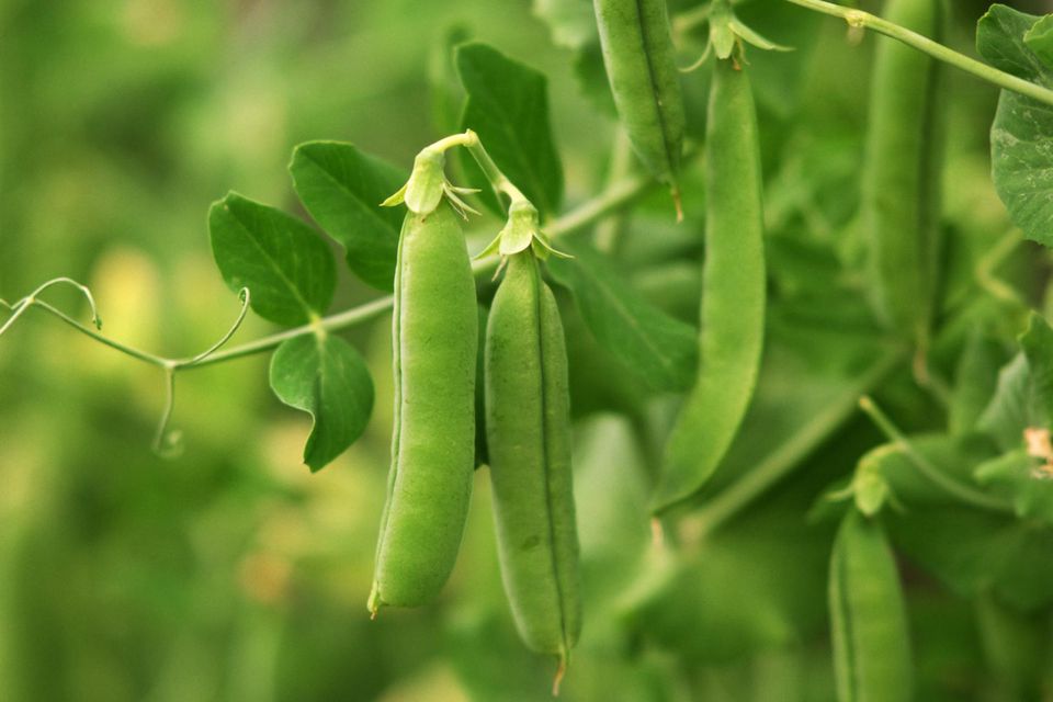 How to Grow Organic Garden Peas