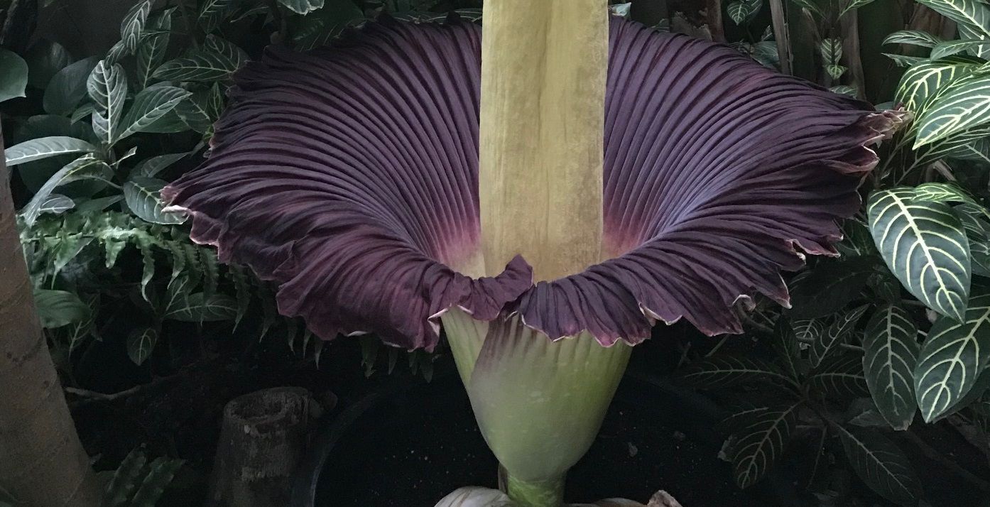 Corpse Flower Blooms at Nashville Zoo