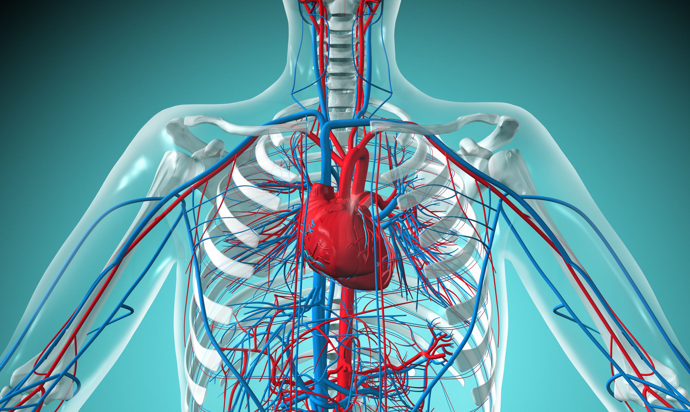 14+ Circulatory System Diagram