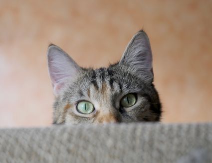 Cat Ears: Understanding the Language of Cats