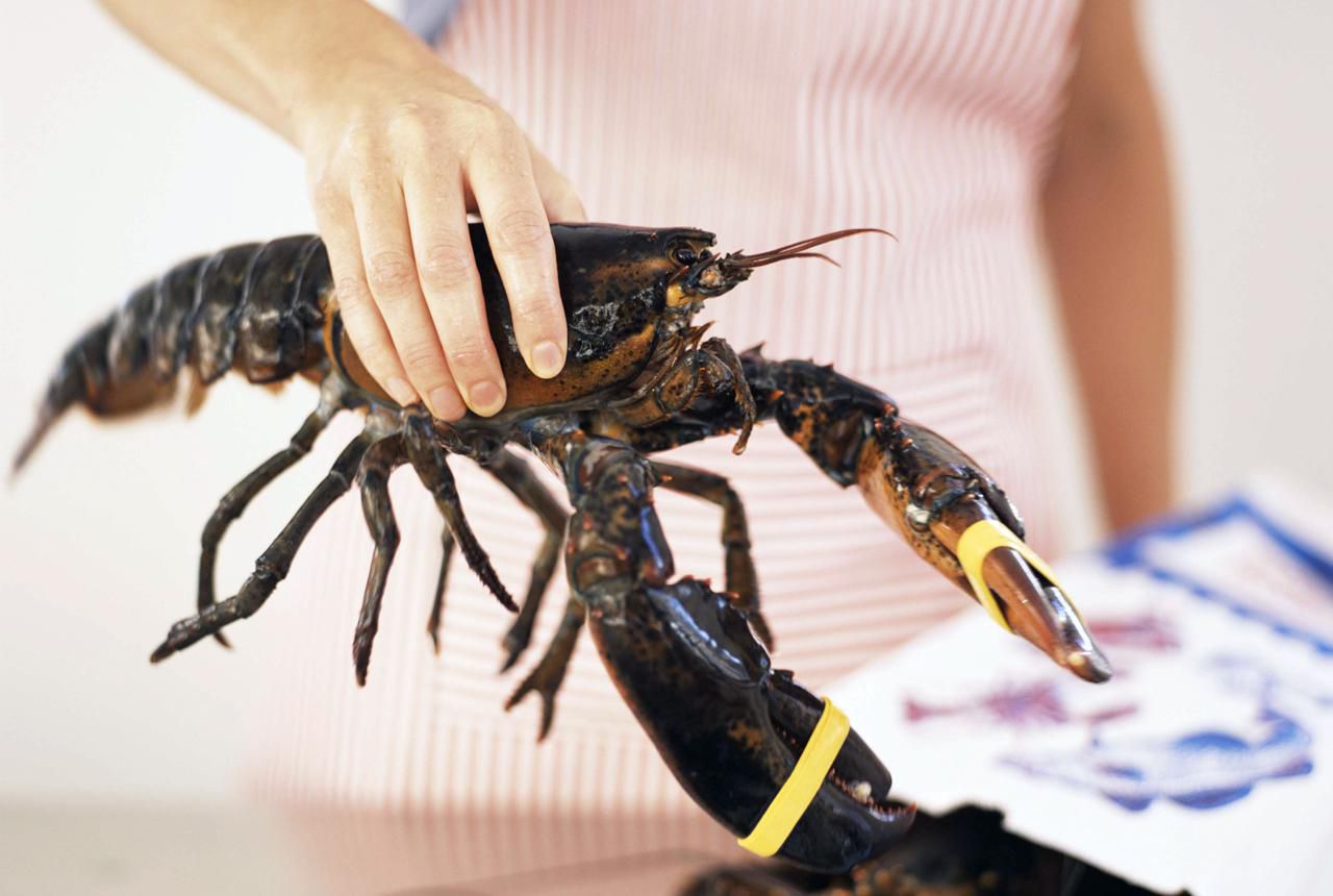 How to Humanely Kill a Lobster For Cooking