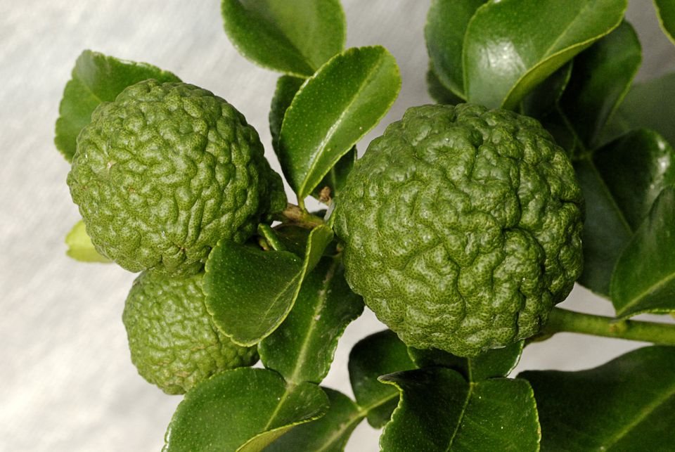 Meaning Of Kaffir Lime In Nepali