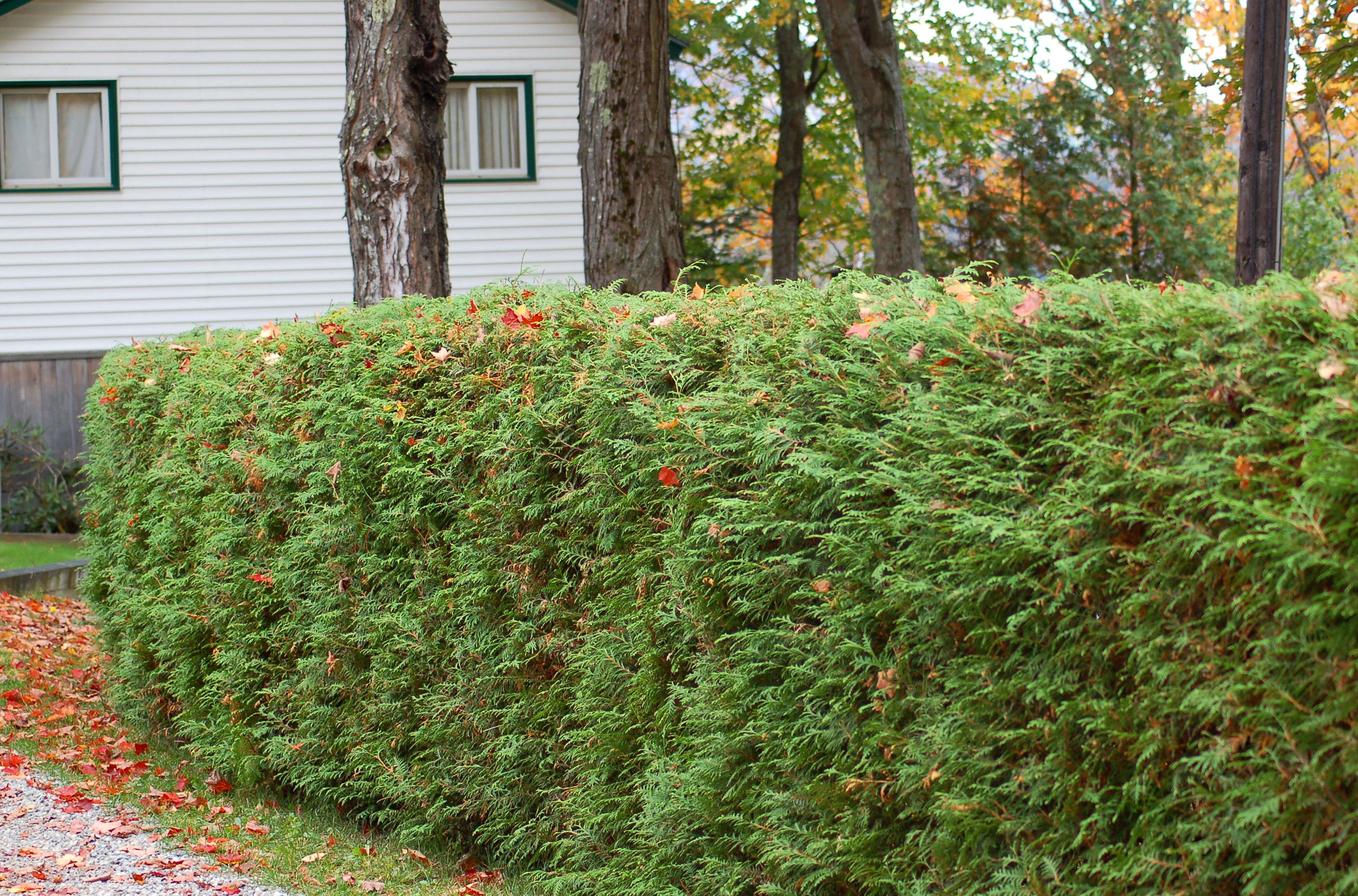 Modern Evergreen Privacy Hedge for Simple Design