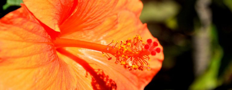 Parts Of A Flowering Plant Quiz