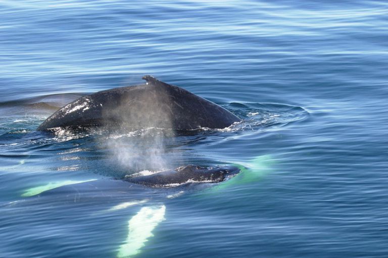 Humpback whale and calf