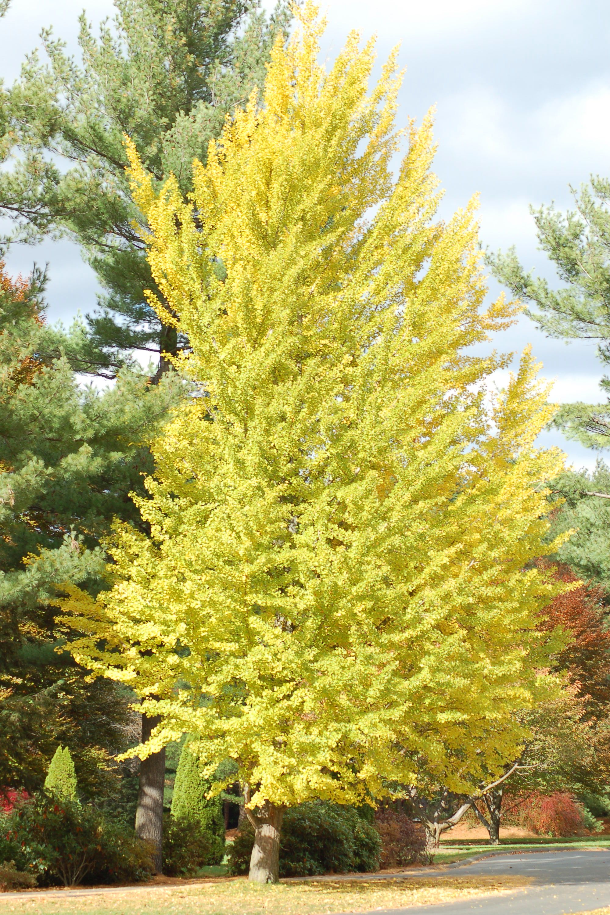 DroughtTolerant Trees Examples for Your Landscaping