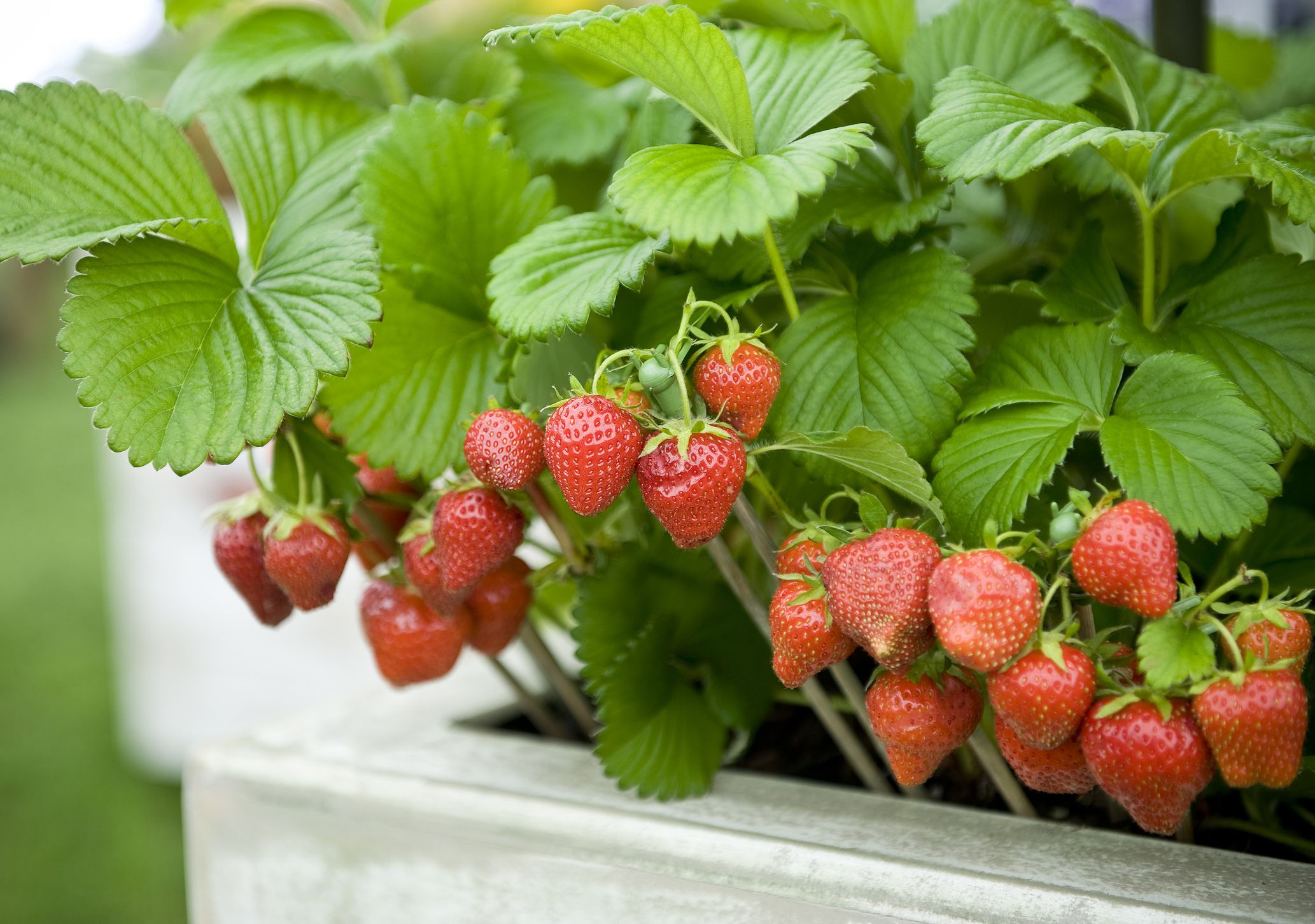 how to grow strawberries in a pot from seed