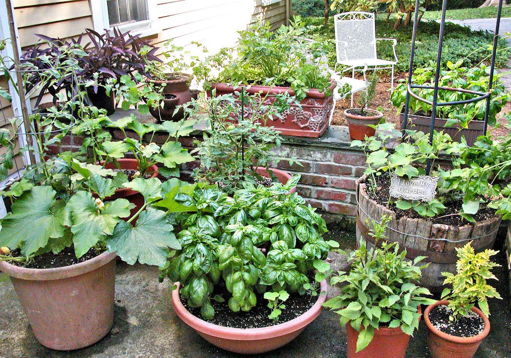 Tips for Growing Vegetables in Containers