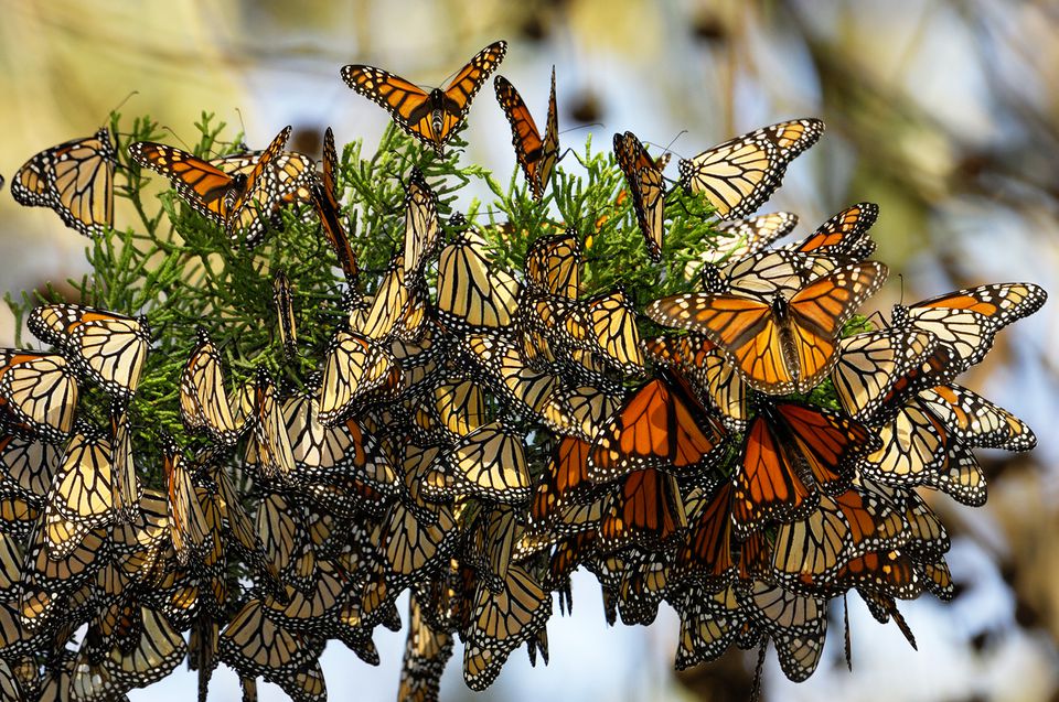 Monarch Butterfly Reserves in Mexico
