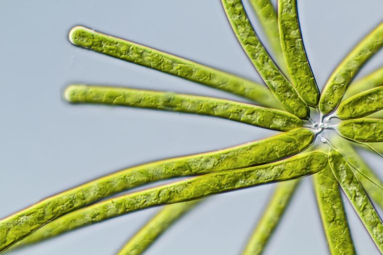 7 Major Types of Algae