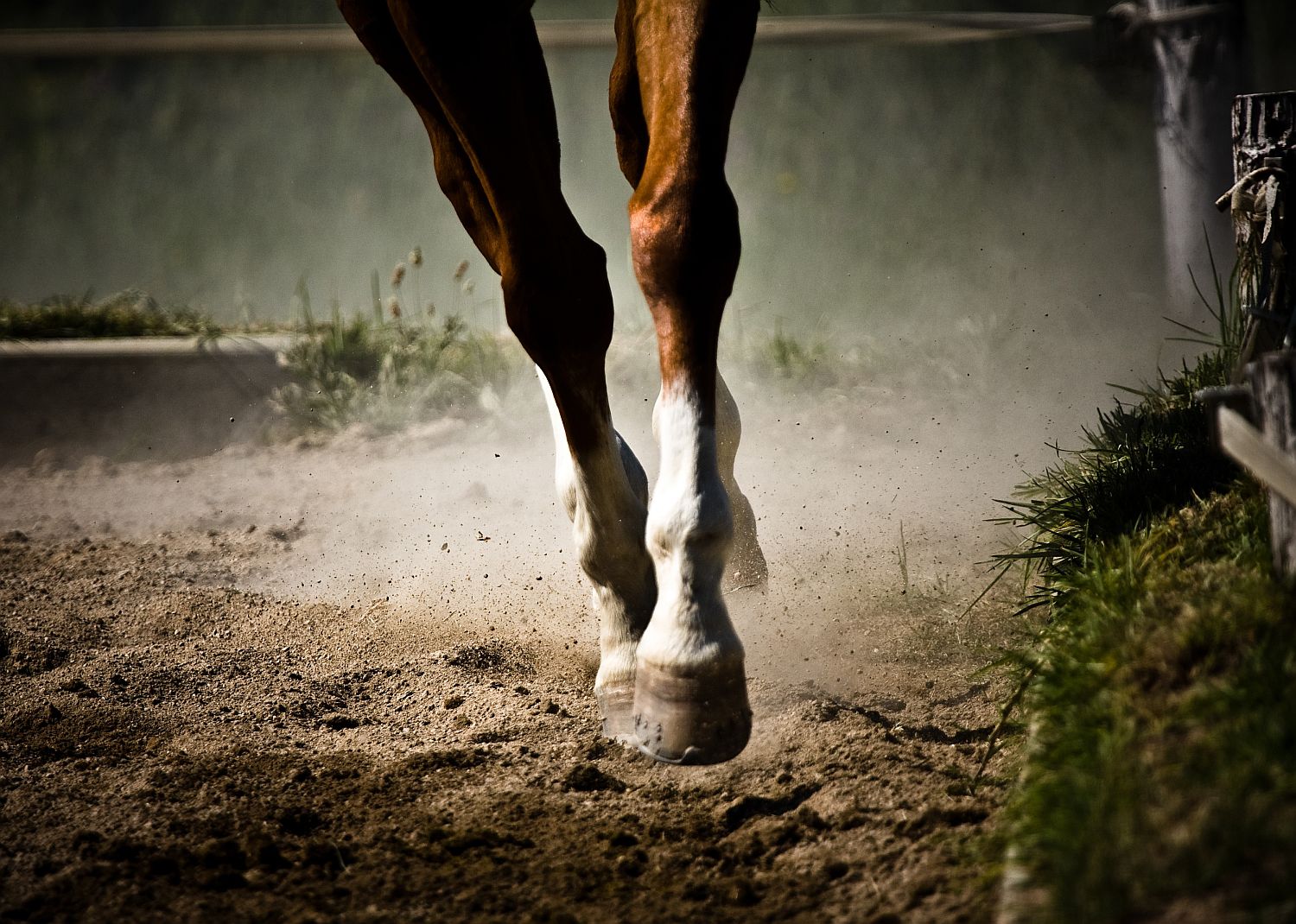 stocking-up-in-horses-causes-treatment-prevention