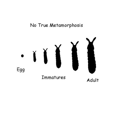 The Types and Stages of Insect Metamorphosis