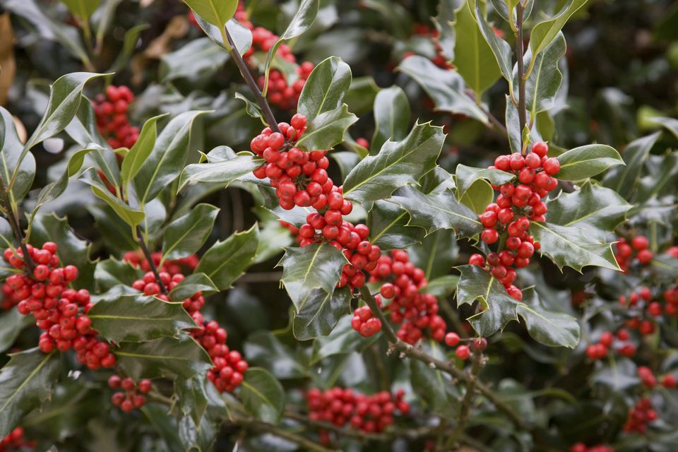 7 Plants in Christmas Traditions Learn the Lore